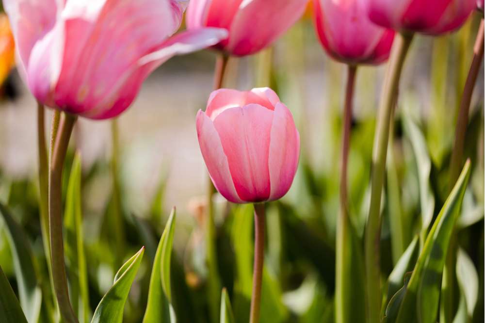 Tulipan 'Salmon Impression'